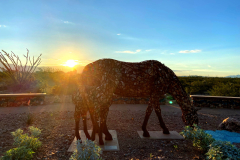 horses